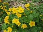 Blatouch bahenní (Caltha palustris)