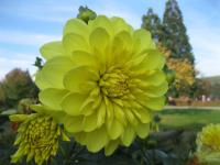Jiřinka zahradní (Dahlia pinnata)