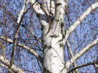 Hänge-Birke (Betula pendula)