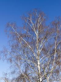 Hänge-Birke (Betula pendula)