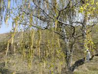 Hänge-Birke (Betula pendula)