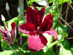 Plamének (Clematis)
