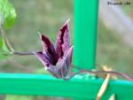 Plamének Jackmanův Warszawska Nike (Clematis x jackmanii)