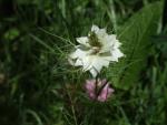 Černucha Damašská (Nigella damascena)