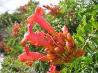Křivouš kořenující (Campsis radicans)