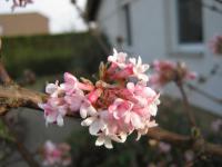 Kalina vonná (Viburnum farreri)