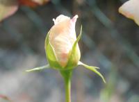 Růže (Rosa)