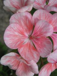 Pelargonie páskatá (Pelargonium zonale)
