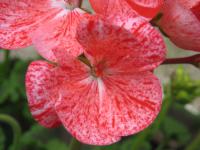 Pelargonie páskatá (Pelargonium zonale)