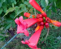 Křivouš kořenující (Campsis radicans)