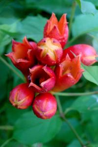 Křivouš kořenující (Campsis radicans)