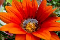 Gazanie zářivá (Gazania rigens)