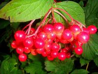 Kalina obecná (Viburnum opulus)