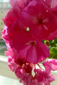 Pelargonie páskatá (Pelargonium zonale)