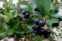 Temnoplodec černoplodý, aronie černá (Aronia melanocarpa)