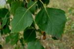 Bříza bělokorá (Betula pendula)