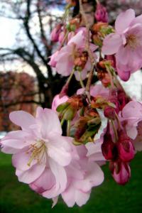 Sakura ozdobná (Prunus serrulata)