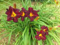 Denivka (Hemerocallis)