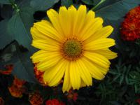 Janeba drsná (Heliopsis helianthoides)