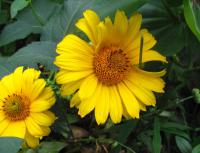 Janeba drsná (Heliopsis helianthoides)