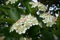Temnoplodec černoplodý (Aronia melanocarpa)