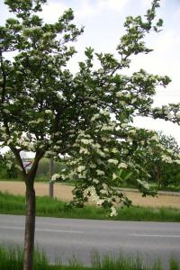 Temnoplodec černoplodý (Aronia melanocarpa)