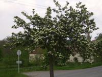 Temnoplodec černoplodý (Aronia melanocarpa)