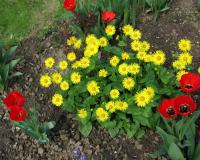 Doronicum orientale   omieg wschodni roślina