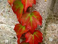 Přísavník tříprstý (Parthenocissus tricuspidata)