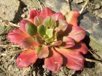 Lewisie květnatá (Lewisia cotyledon)