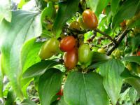 Dřín jarní (Cornus mas)