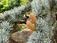 Cedr atlaský 'Glauca'