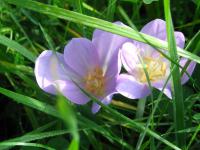 Ocún jesenní (Colchicum autumnale)