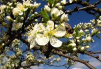 Slivoň švestka (Prunus domestica)