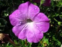 Petúnie zahradní (Petunia x hybrida)