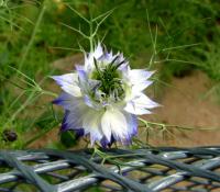 Černucha damašská (Nigella damascena)