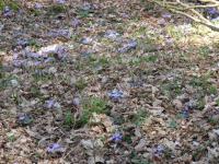 Jaterník podléška (Hepatica nobilis)