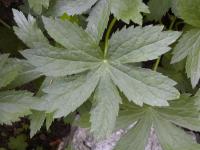 Astrantia major jarzmianka większa liść Astrantia major jarzmianka większa liść