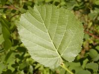 Líska obecná (Corylus avellana)
