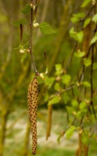 Bříza bělokorá (Betula pendula)