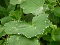 Kontryhel měkký (Alchemilla mollis)