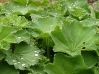 Kontryhel měkký (Alchemilla mollis)