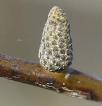 Ořešák královský (Juglans regia)