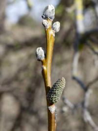 Ořešák královský (Juglans regia)