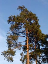 Borovice lesní (Pinus sylvestris)