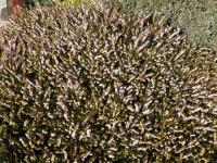 Vřesovec pleťový (Erica carnea)