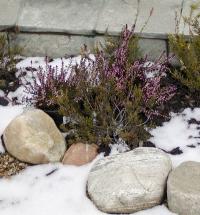 Vřesovec pleťový (Erica carnea)