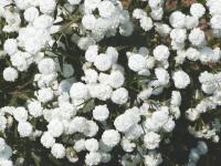 Řebříček bertrám (Achillea ptarmica)
