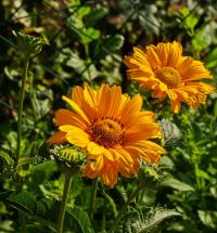 Janeba drsná (Heliopsis helianthoides var scabra)