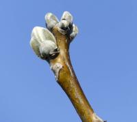 Ořešák královský (Juglans regia)